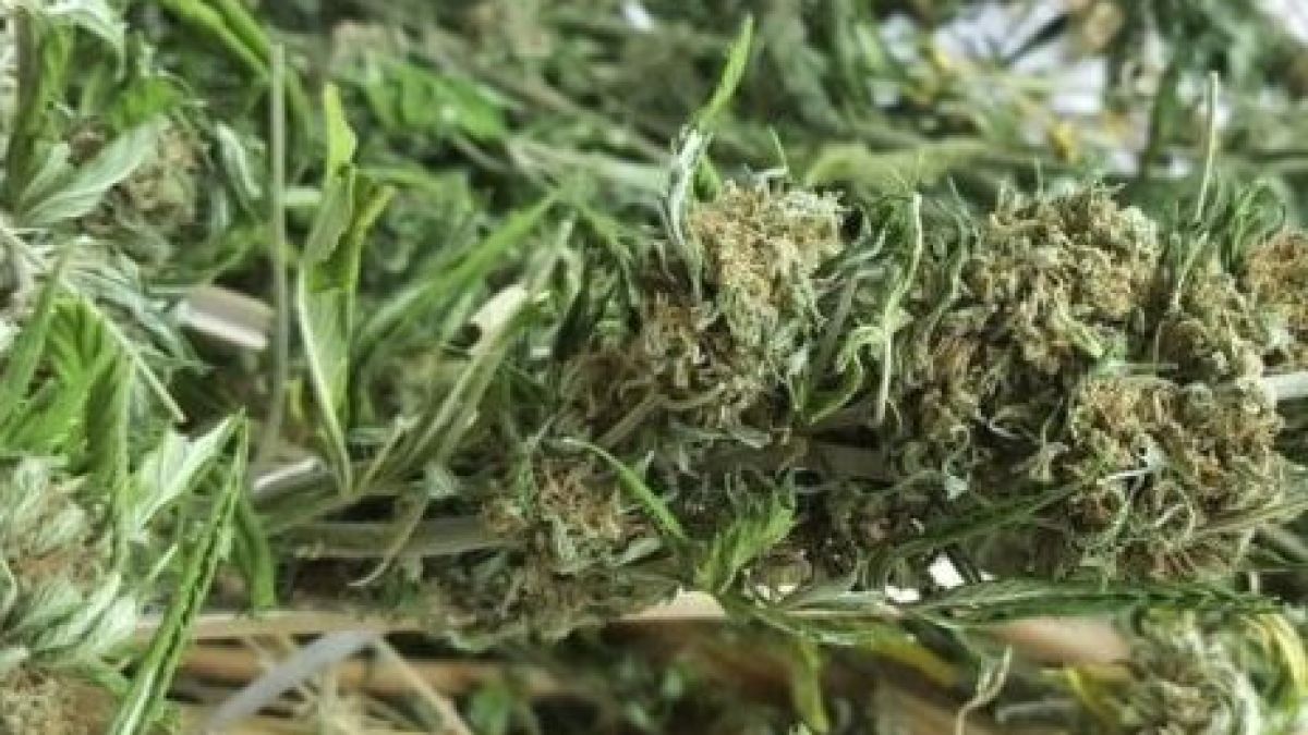 Столични ченгета разбиха две оранжерии за отглеждане на канабис