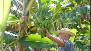 Не е майтап! Катуница е с най-богатата реколта от... банани