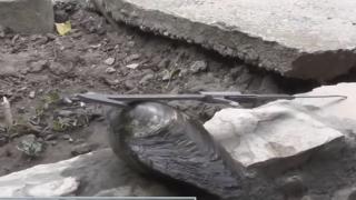 Рибарят Цеко Метъра извади невиждано чудо от водите на Дунав (СНИМКИ)