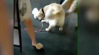 Това ВИДЕО разсмя целия свят! Ретривър отвлече малък шпиц, но после... 
