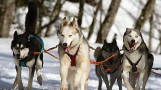 Ето къде в Европа вече можем да се движим с кучешки впряг по магистралите