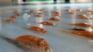 Нови изследвания развенчаха митовете за ефекта от рибеното масло и витамин D в хранителните добавки