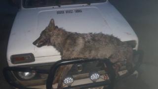 Свирепа схватка между ловна дружинка и глутница вълци край село Щит, два 50-килограмови звяра убити на място, трети... (СНИМКИ)