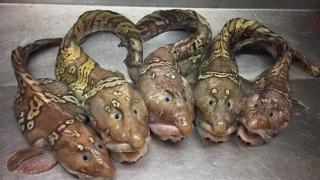 Рибар показа улова си от ужасяващи морски създания (СНИМКИ)