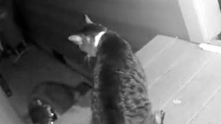 Котка даде урок на енот, който се опитва да влезе в дома й (ВИДЕО)