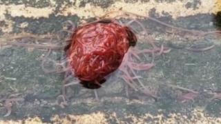 Заснеха на ВИДЕО гнусно мозъкоподобно същество!