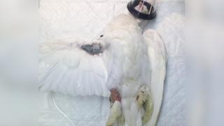 Гълъб с повредено крило сам помолил хората за помощ (СНИМКИ)