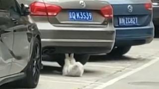 Мрежата се възхити от физическите упражнения на тази котка (ВИДЕО)