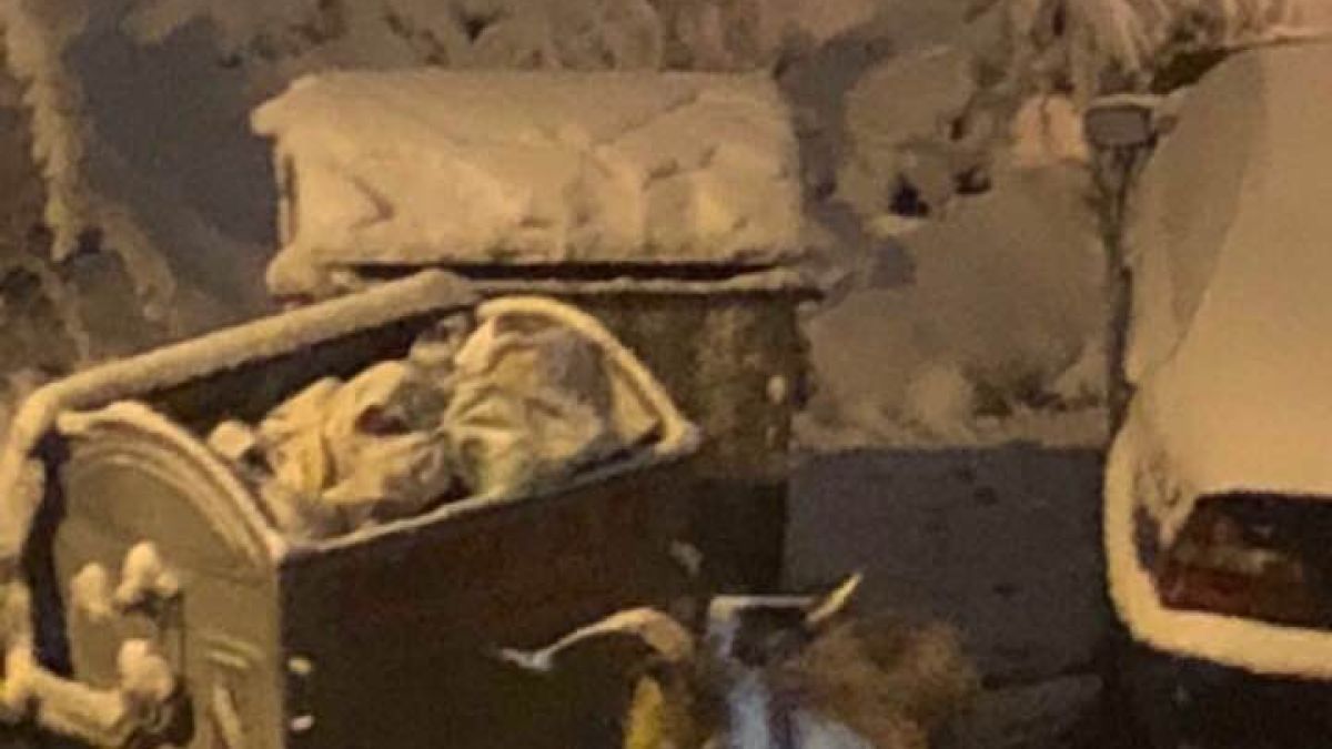 Голямото село: Рогато добиче се изгуби в столичния кв."Младост", врещи отчаяно, търси си стопанина (СНИМКИ)