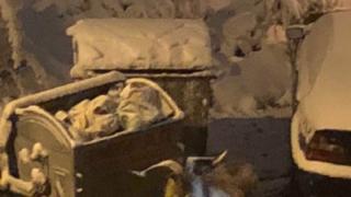 Голямото село: Рогато добиче се изгуби в столичния кв."Младост", врещи отчаяно, търси си стопанина (СНИМКИ)