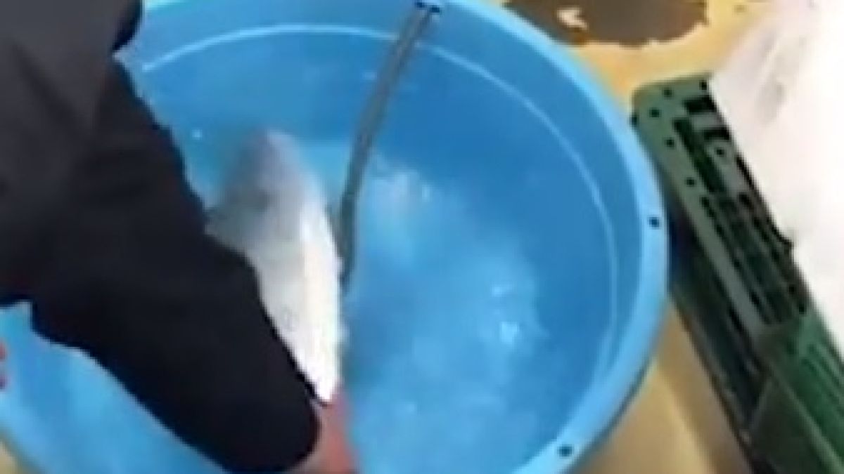 Възможно ли е?! Замразена риба "оживя" в басейн с гореща вода (ВИДЕО)