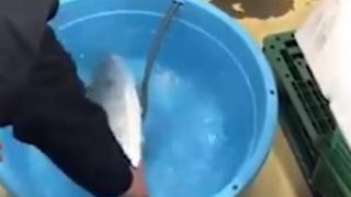 Възможно ли е?! Замразена риба "оживя" в басейн с гореща вода (ВИДЕО)