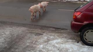 Само в БЛИЦ! Не е за вярване що за животни шетат из София (СНИМКИ)