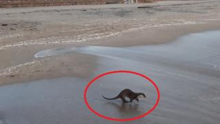 Изчезващ вид животно се появи на бургаския плаж! Рибарите треперят от ужас (СНИМКИ)