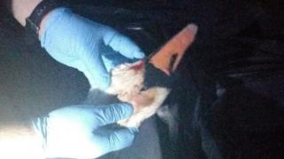 Шок! Застреляха семейство лебеди, защото са собственост на Кралицата