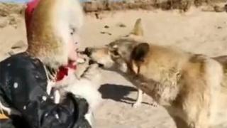Уникално: Жена храни вълк от собствената си уста (СНИМКА)