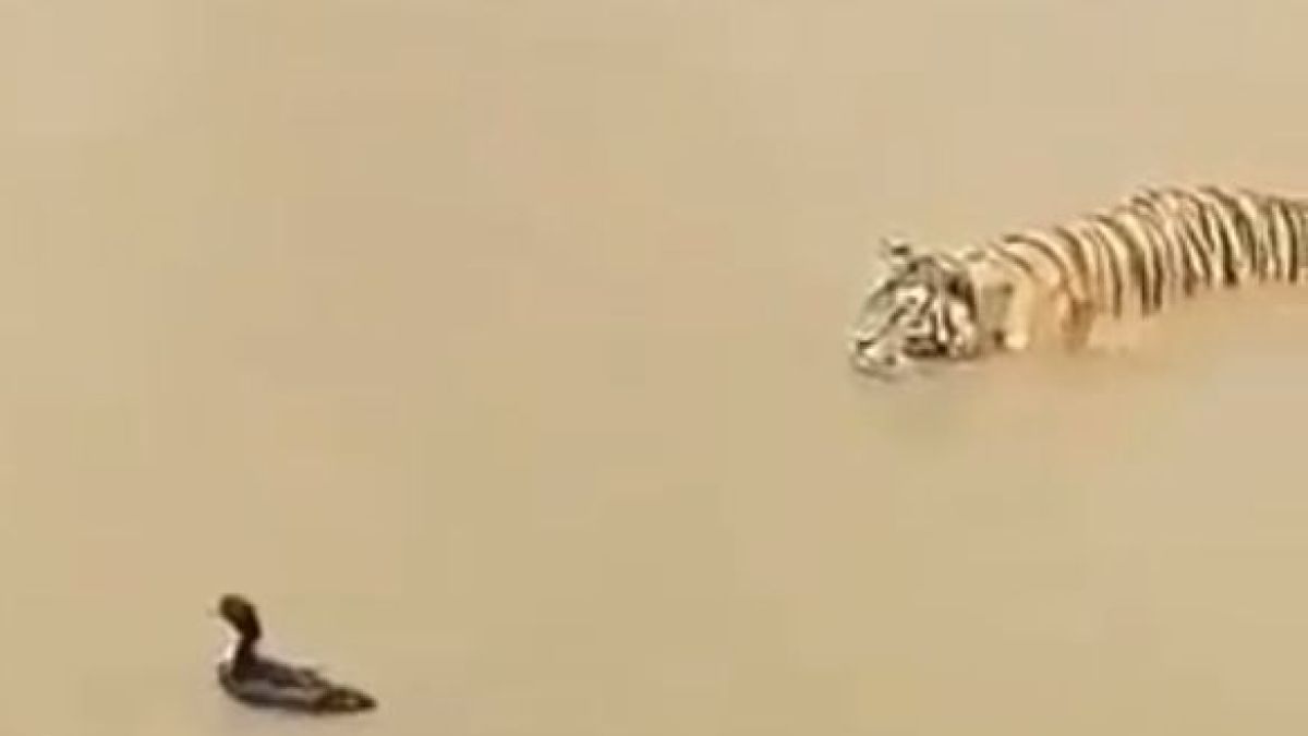Забавно в БЛИЦ! Социалните мрежи полудяха по това ВИДЕО с патица и тигър