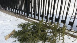 Ако сте си купили жива елха, тази информация е за вас!