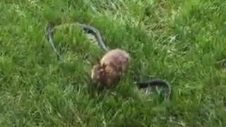Зрелищно ВИДЕО! Змия и заек в невероятна битка с неочакван изход