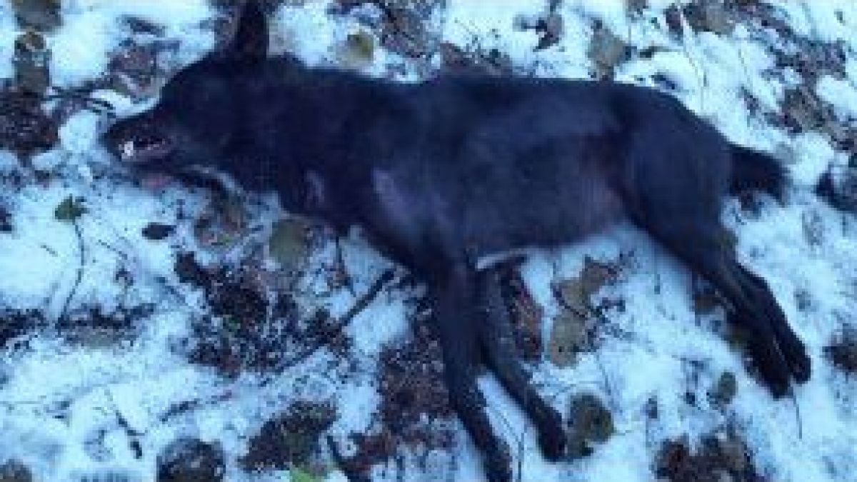 В гората над Берковица убиха звяр, какъвто рядко се вижда в България, а всички го смятат за зла сила (СНИМКИ)