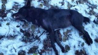 В гората над Берковица убиха звяр, какъвто рядко се вижда в България, а всички го смятат за зла сила (СНИМКИ)
