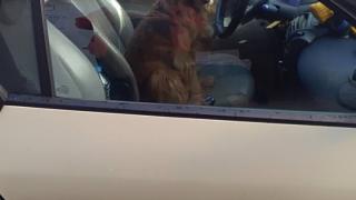 Само в БЛИЦ! Тази руса шофьорка в София събра погледа на всички (СНИМКИ)
