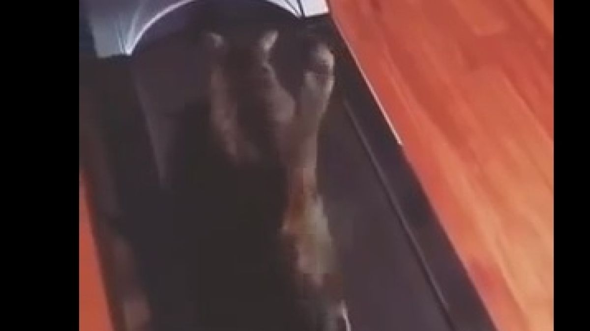 Смях! Котка се опитва да легне на бягаща пътека (ВИДЕО)