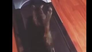 Смях! Котка се опитва да легне на бягаща пътека (ВИДЕО)