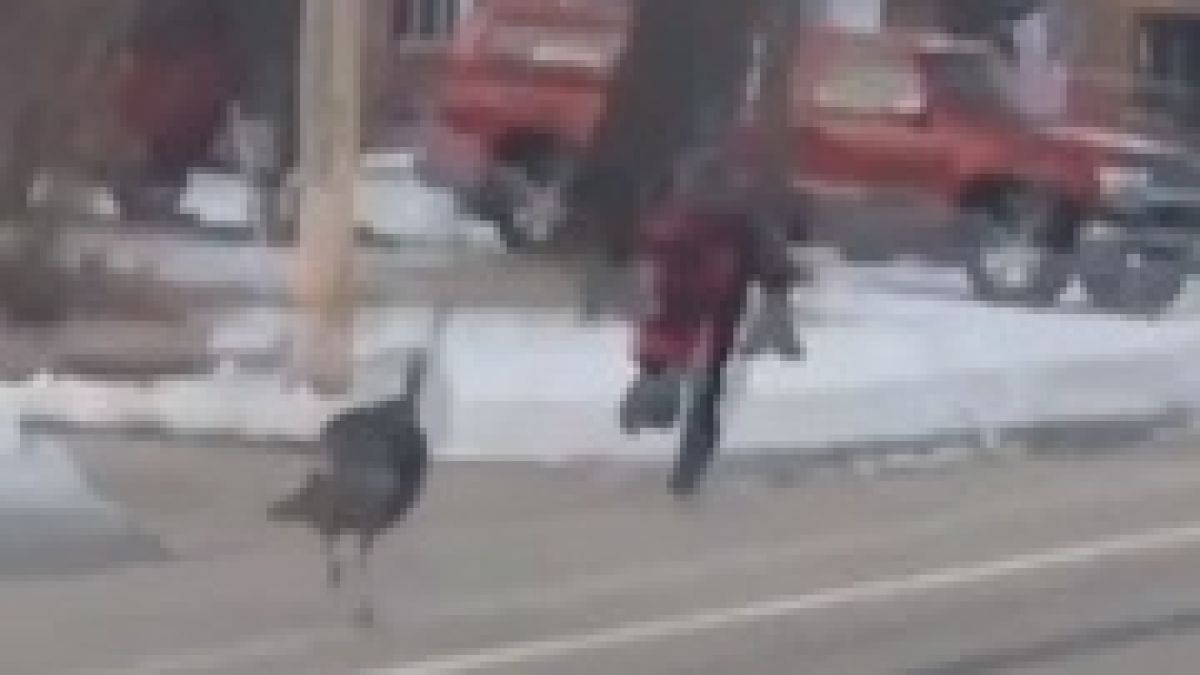 Голям смях! Ученик бяга от агресивна пуйка (ВИДЕО)