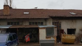 Само в БЛИЦ! Столичани не бяха виждали толкова скъпо животно да се разхожда из руините на Сточна гара! (СНИМКА) 