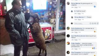 Само в БЛИЦ! Невероятно, но факт: Софиянец разхожда в жк "Лагера" овца, каквато няма в цяла България! (СНИМКА)