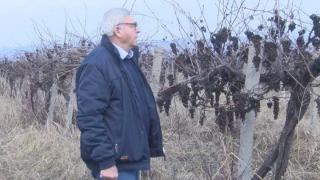 Докъде се докарахме! Тонове необрано грозде гние край Велико Търново, причината е... 