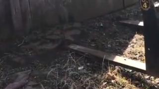 Ужасяващо! Мъж не може да повярва на очите си какво живее под къщата му! (ВИДЕО)