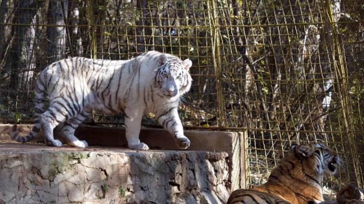 Уникално красив и единствен по рода си екземпляр в зоологическата градина в Стара Загора (СНИМКА)