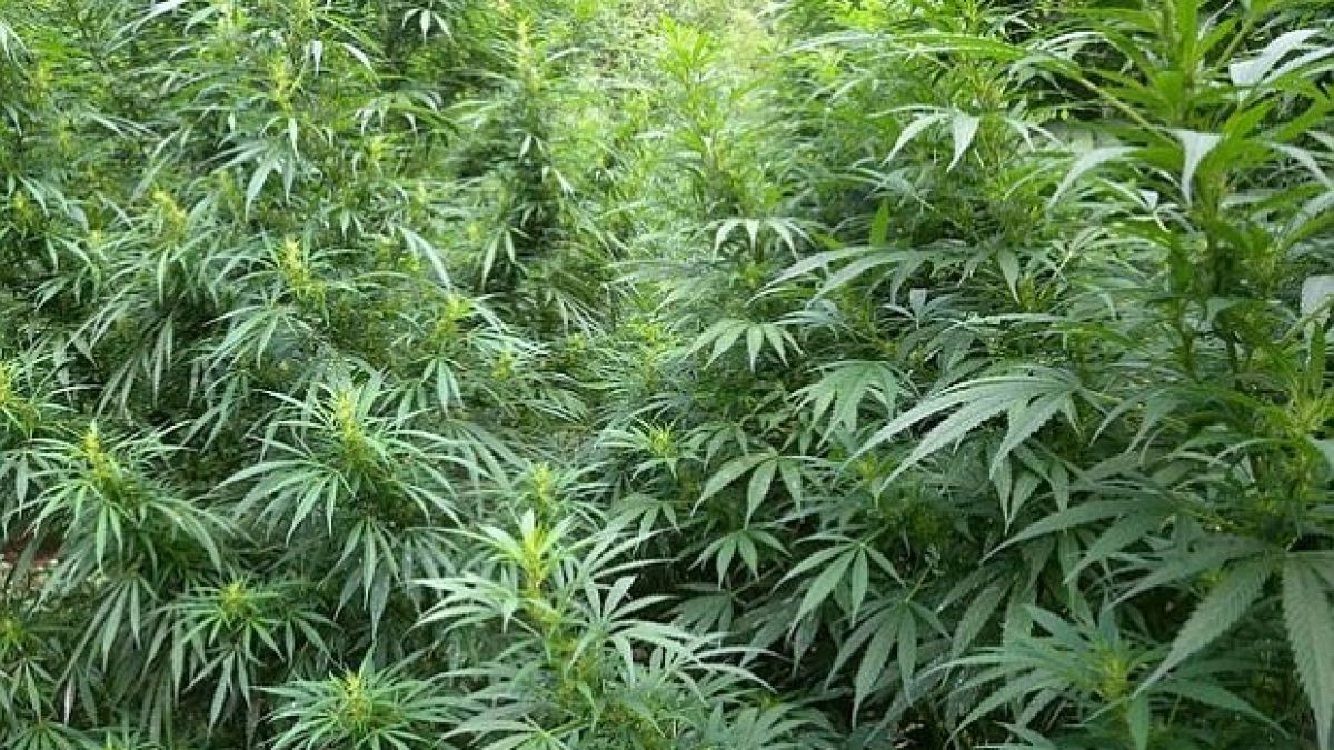 Родопчани вадят по 70 000 евро от дрога в Холандия за месеци?!