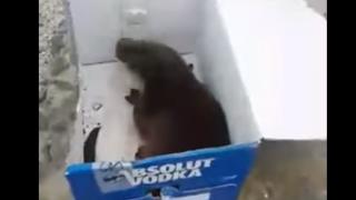 Мъж спаси защитено животно, скитащо в центъра на Бургас (ВИДЕО)