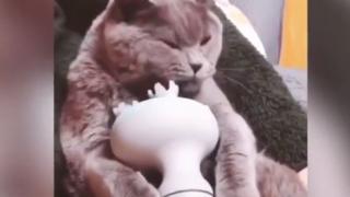 Пухкава писана умили мрежата с това ВИДЕО 