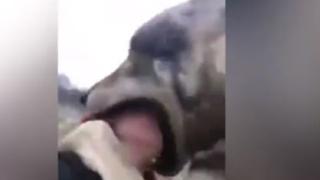 Зловещо ВИДЕО с вълк, който "гълта" главата на младо момиче, взриви мрежата 