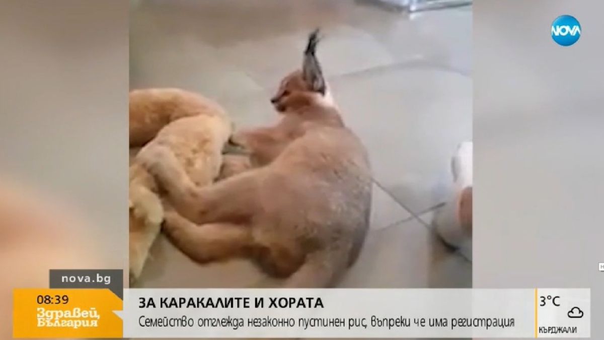Проговори собственичката на каракала, шашардисал пловдивчани: Сам си е отворил вратата, за да се разходи (СНИМКИ)