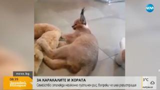 Проговори собственичката на каракала, шашардисал пловдивчани: Сам си е отворил вратата, за да се разходи (СНИМКИ)