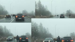 Крави и телета окупираха пътя за Момчилград и пред смаяните шофьори започнаха да... (СНИМКА)