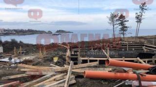 Поголовна сеч! Край на живописната борова гора в Арапя, заради... (СНИМКИ/ВИДЕО)