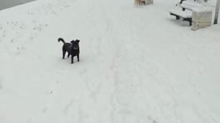 Сняг засипа Сърбия, Белград се видя в чудо (СНИМКИ/ВИДЕО) 