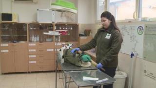 Бракониери простреляха розов пеликан 