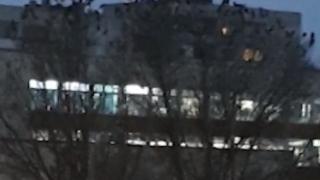 Кошмар по Хичкок в столичния кв. "Люлин"! Черни гарвани държат на нокти майките в квартала (СНИМКА)