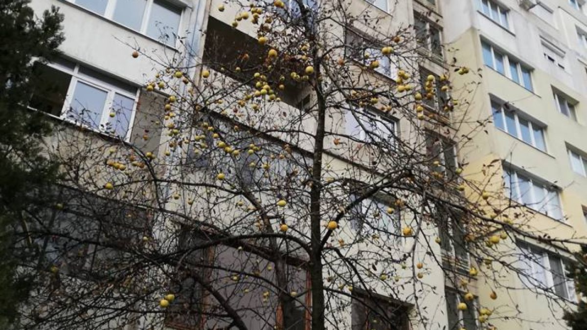 Природата съвсем се обърка! Софиянец забеляза нещо много странно пред блока си (СНИМКА)