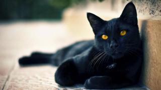 Котките разнасят страшна болест по хората, установи изследване сред 82 000 души