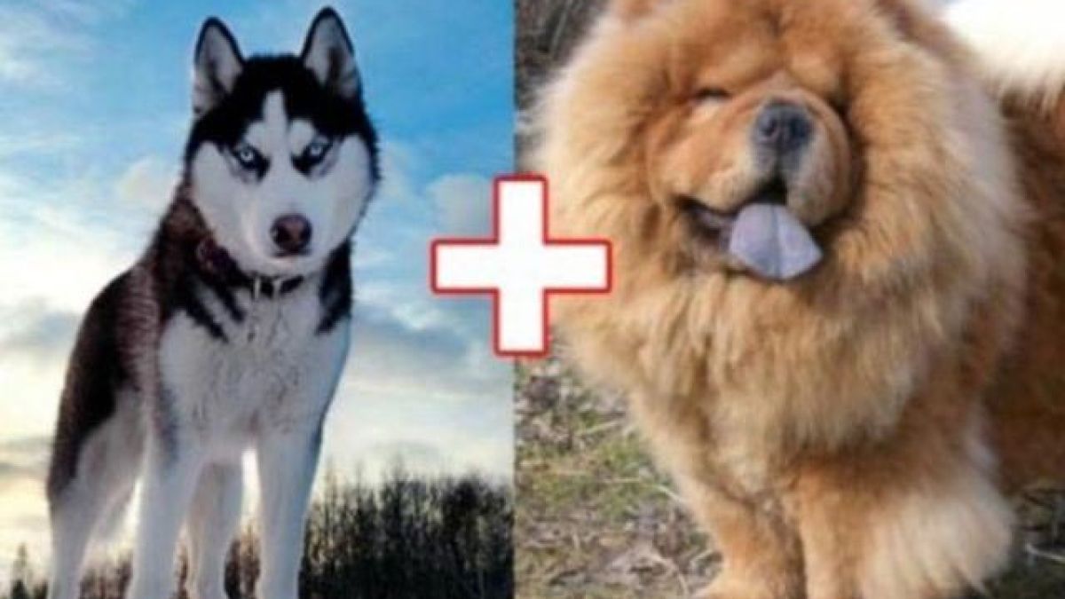 10 кучета хибриди, получени в резултат на луди кръстоски (СНИМКИ)