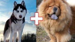 10 кучета хибриди, получени в резултат на луди кръстоски (СНИМКИ)