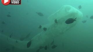 Какво е това?! Огромно морско чудовище изплаши водолази (ВИДЕО) 